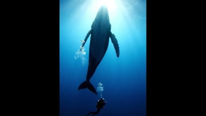 校长办公室梦莹被灌 - 深蓝星球：探索海洋深处的未知世界